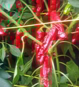 Shishito - Sachet 10 graines