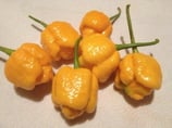 Trinidad 7 Pot Jaune - Sachet 10 graines