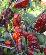 Yaki Blue Fawn - Sachet 10 graines