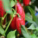 Jalapeño Chichimeca - Sachet 10 graines