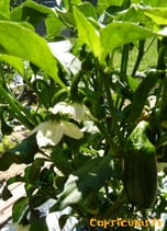 Jalapeño TAM - Sachet 10 graines