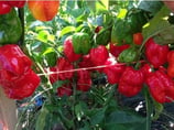 Habanero Red Savina - Sachet 10 graines