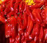 Rokita - Sachet 10 graines