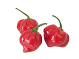 Habanero Rouge - Sachet 10 graines