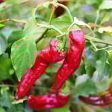 Zhengzhou - Sachet 10 graines