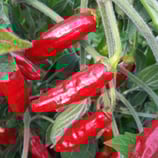 Onza Rojo - Sachet 10 graines