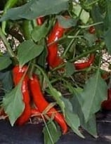 Hot Portugal - Sachet 10 graines