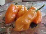 Habanero Orange - Sachet 10 graines