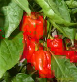 NuMex Suave Rouge - Sachet 10 graines