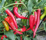 Diavolinos - Sachet 10 graines