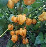 Scotch Bonnet MOA jaune - Sachet 10 graines