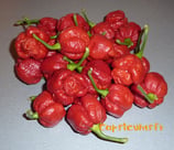 Trinidad Moruga Scorpion - Sachet 10 graines