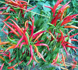 Chi Chien - Sachet 10 graines