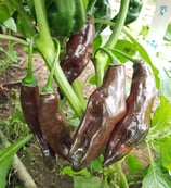 Machu Picchu - Sachet 10 graines