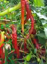 Aci Sivri - Sachet 10 graines