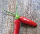 Tabasco - Sachet 10 graines