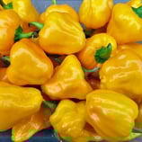 Scotch Bonnet Jaune - Sachet 10 graines