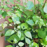 Chiltepin - Sachet 10 graines