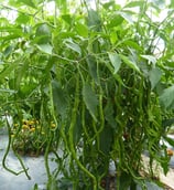 Cornes Longues de Guizhou - Sachet 10 graines