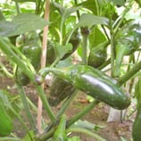 Jalapeño Jumbo - Sachet 10 graines
