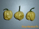 Giant White Habanero - Sachet 10 graines