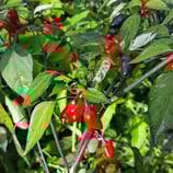 Variegata - Sachet 10 graines