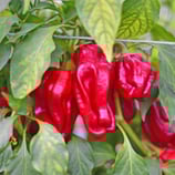 Piment d'urfa - Sachet 10 graines