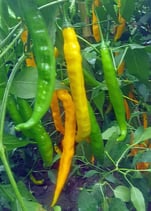 Aji Guyana - Sachet 10 graines