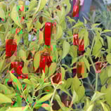 Serrano - Sachet 10 graines