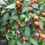 Numex Centennial - Sachet 10 graines