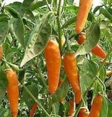 Jalapeño Orange - Sachet 10 graines