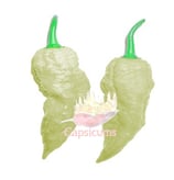 Bhut Jolokia White - Sachet 10 graines
