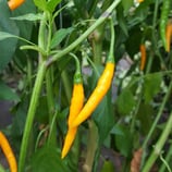 Poignards d'Or du Yunnan - Sachet 10 graines