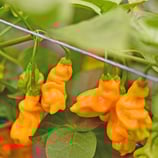 Cili Goronong - Sachet 10 graines