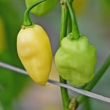 Fatalii Blanc - Sachet 10 graines