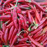 Taeyang - Sachet 10 graines