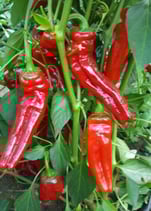 Cornaletto da Appendere - Sachet 10 graines