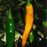 Costeño Amarillo - Sachet 10 graines