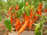 Aji Amarillo - Sachet 10 graines