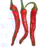 Piment du Cachemire | Kashmiri Mirch - Sachet 10 graines