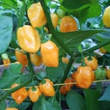 Scotch Bonnet Burkina jaune - Sachet 10 graines