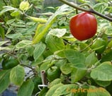 Rocoto Rouge - Sachet 10 graines