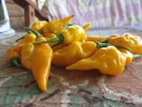 Bhut Jolokia Jaune - Sachet 10 graines