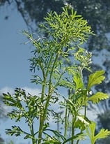 Coriandre - Sachet 50 graines