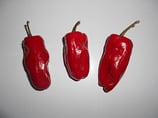 Piment d'Alep - Sachet 10 graines