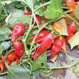 Billy Goat - Sachet 10 graines