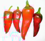 Capia - Sachet 10 graines