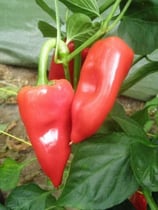 Pimiento Del Piquillo - Sachet 10 graines