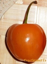 Rocoto Orange - Sachet 10 graines