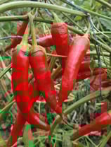 Hollandais rouge - Sachet 10 graines